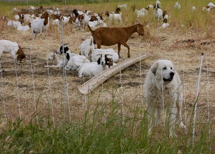 Pyrenean Mountain Dog foto de rasă și descriere