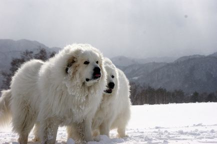 Pyrenean Mountain Dog foto de rasă și descriere