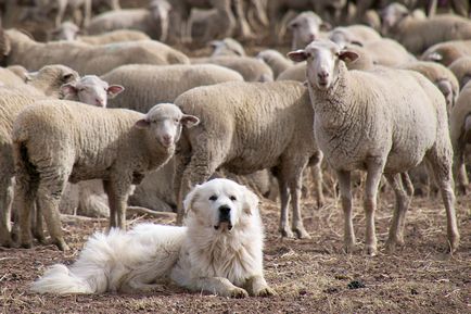 Pyrenean Mountain Dog foto de rasă și descriere