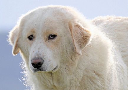 Піренейський гірський собака фото породи і опис