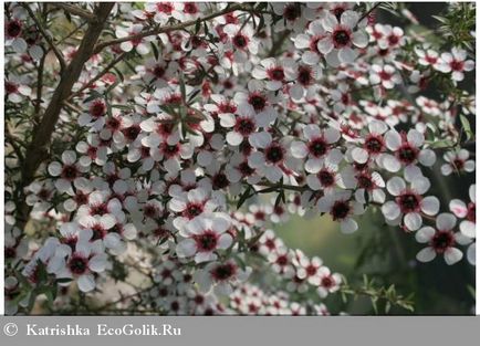 Поживний денний крем living nature - відгук екоблогера katrishka