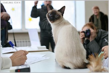 Розплідник ester-ley - що потрібно знати про виставку котів