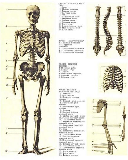 Műanyag anatómia az emberi csontváz