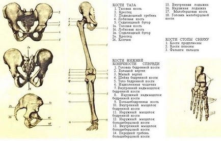 Anatomia plastică a scheletului uman