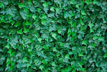 Ivy Hedge