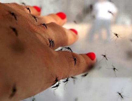 De ce unele persoane musca țânțarii mai des și mai mult decât altele?