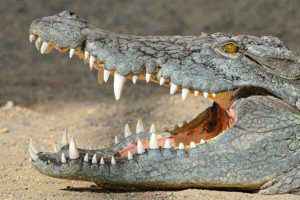 De ce strigă crocodilul