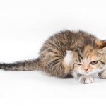 Чому у кішки течуть слюні