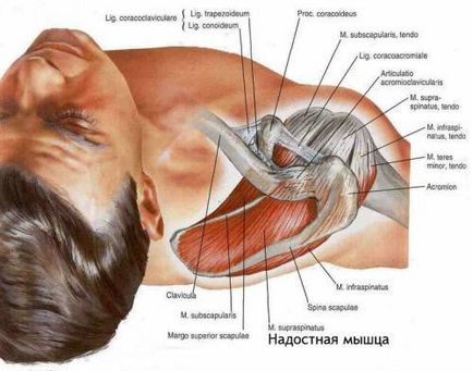 Чому хрустять суглоби при ходьбі, хрускіт в гомілковостопному суглобі при обертанні