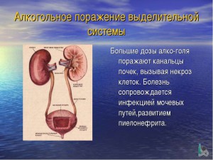 Rinichi și alcool de ce rinichii suferă după alcool