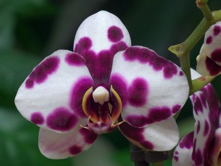 Pământ adecvat pentru orhidee