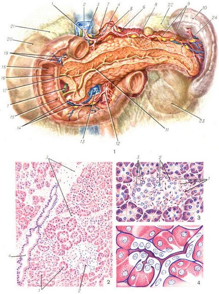 Structura și funcția pancreasului hormonilor enzimelor
