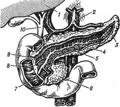 Structura și funcția pancreasului hormonilor enzimelor