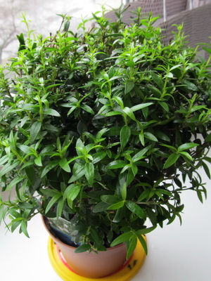 Proprietăți utile ale mirimei de plante interioare, cum să aibă grijă de arborele de mirt