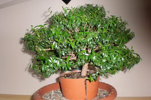 Proprietăți utile ale mirimei de plante interioare, cum să aibă grijă de arborele de mirt