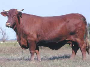 Santa Gertrudis szarvasmarha fajta leírások, vélemények