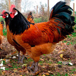 Breed csirkék Vorwerk jellemző, leírás és képek
