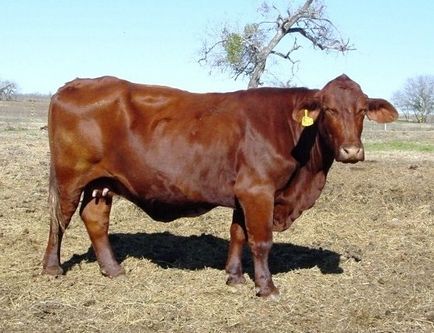 Santa Gertrudis szarvasmarha fajta