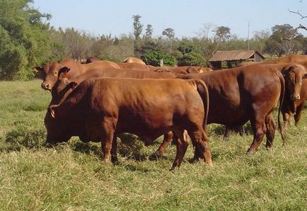 Rasa de bovine din Sant Gertrud