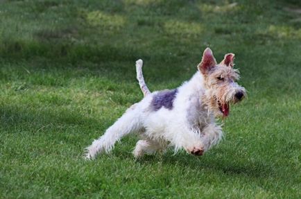 Câine de câini de fox terrier și parfors de vânătoare