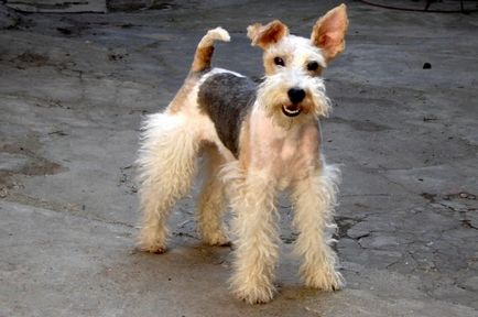 Câine de câini de fox terrier și parfors de vânătoare