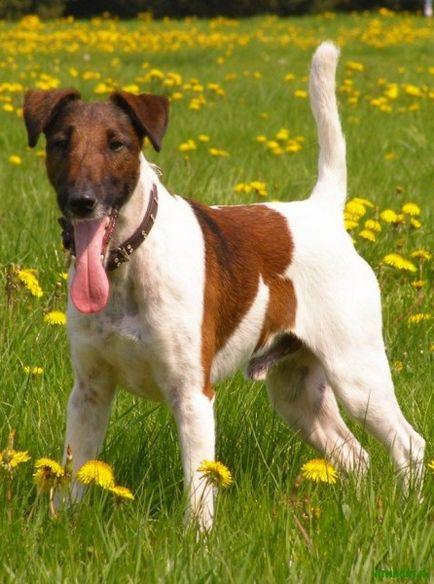 Câine de câini de fox terrier și parfors de vânătoare