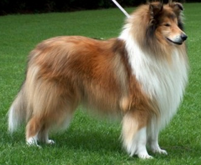 Dog Collie, descrierea rasei, standardele Collie