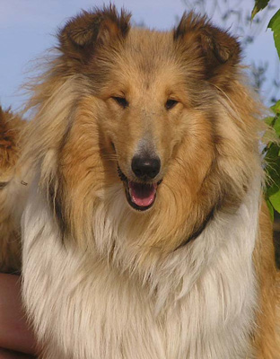 Dog Collie, descrierea rasei, standardele Collie