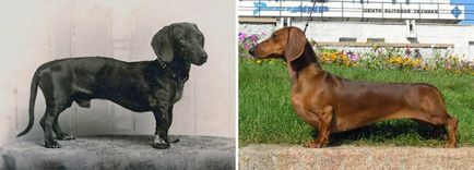 Rase de câini care s-au schimbat dincolo de recunoaștere de 100 de ani - doar pozitiv!