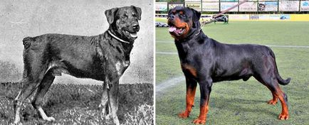Kutya fajták, amelyek több mint 100 éve a felismerhetetlenségig megváltozott - csak pozitívan!