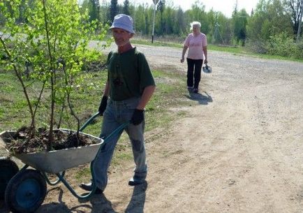 Посадка берези покрокова інструкція