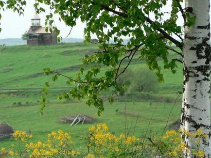 Посадка берези покрокова інструкція