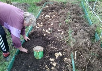 Pas cu pas plantarea de cartofi sub paie în grădină, fără hassle