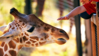 Urcați cu copilul la grădina zoologică