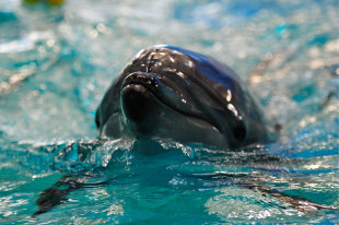 З'явилися версії причин загибелі понад 100 дельфінів у Чорному морі - українська газета