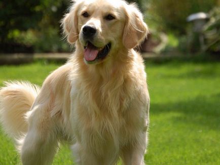 Reguli pentru păstrarea unui Labrador cu păr lung