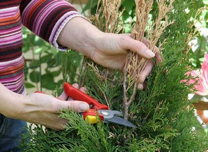 Corectarea plantare, îngrijire și tăiere a thuja occidentală în primăvară (instrucțiuni video)