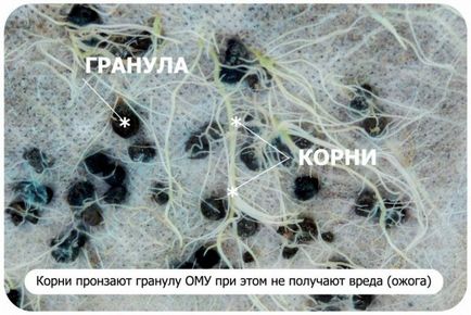 Правильне харчування садових і городніх культур