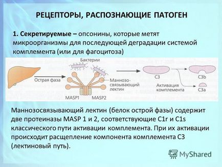 Презентація на тему імунологія вроджений імунітет