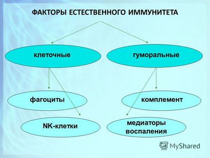 Презентація на тему імунологія вроджений імунітет