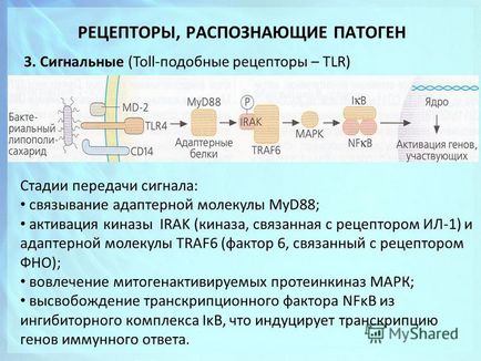 Представяне на имунологията вродения имунитет