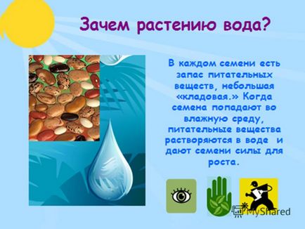 Презентація на тему проектна робота - умови процесу вирощування квасолі - виконали учні 2