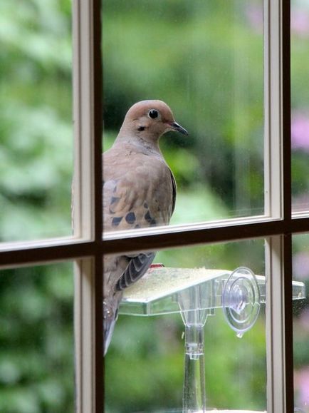 Прикмета птах вдарилася в вікно і полетіла - позитивний або негативний знак
