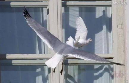 Прикмета птах вдарилася в вікно і полетіла - позитивний або негативний знак