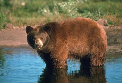 Natură, plante și animale din regiunea Perm