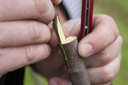 Щеплення дерев і чагарників щеплення в розщепів - універсальний метод