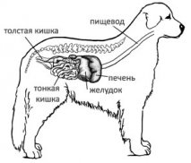 Semne de obstrucție a esofagului, intestinului la câini