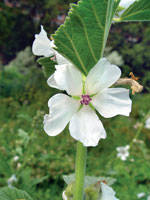 Prosvirnikovye Malvaceae vagy a kertben