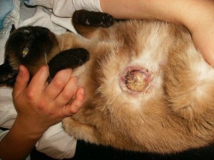 Cancerul de glande mamare la pisicile pe care trebuie să-i cunoașteți proprietarul - site-ul veterinar