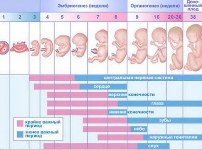 Aranjamentul fătului în abdomen prin săptămâni de fotografie, sarcină săptămânală